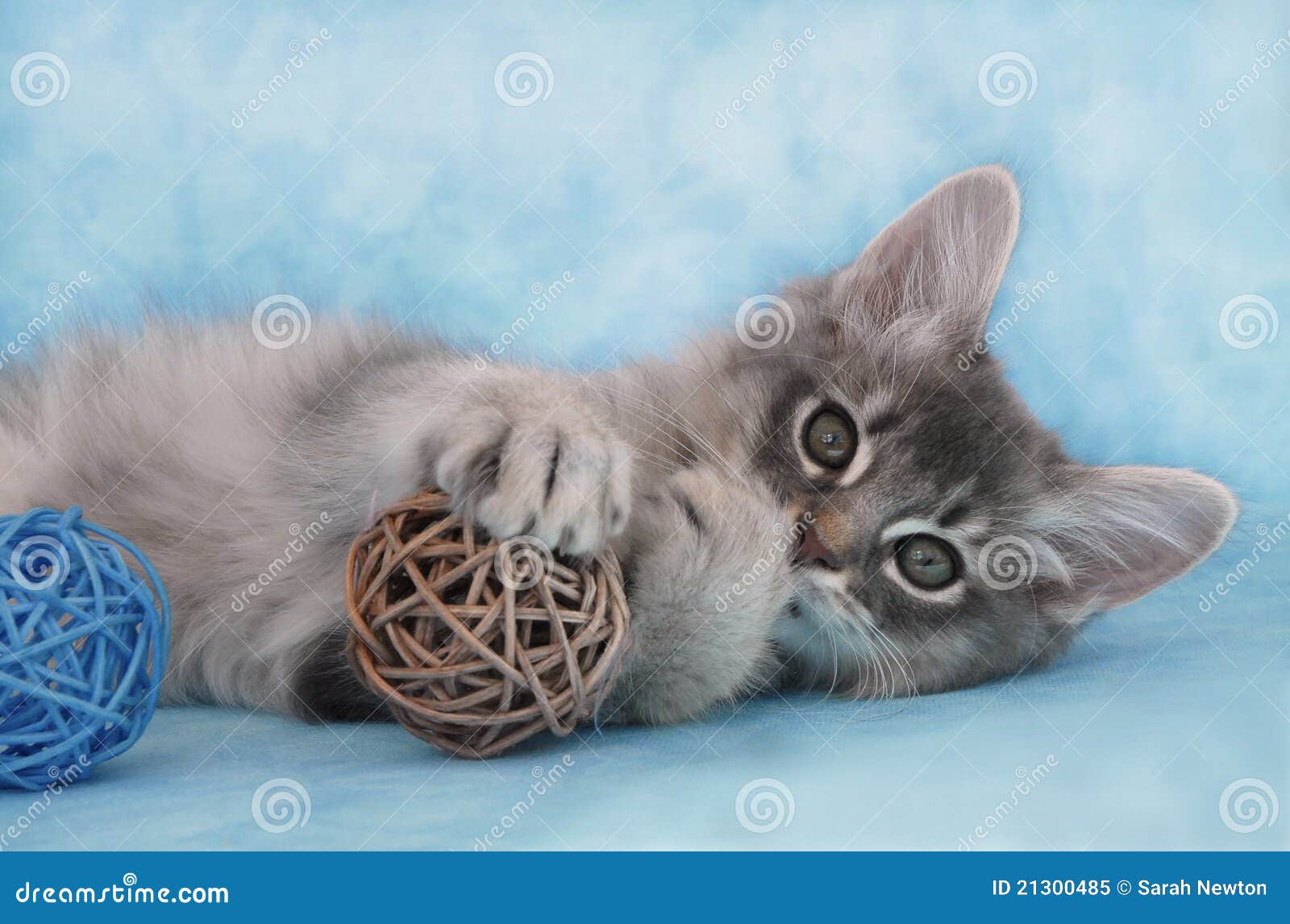 kitten-playing-ball-21300485.jpg