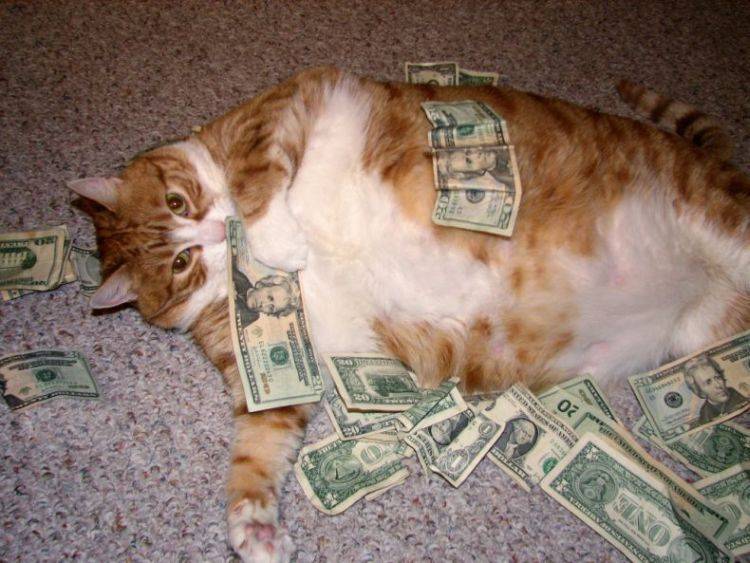 fat-cat1.jpg