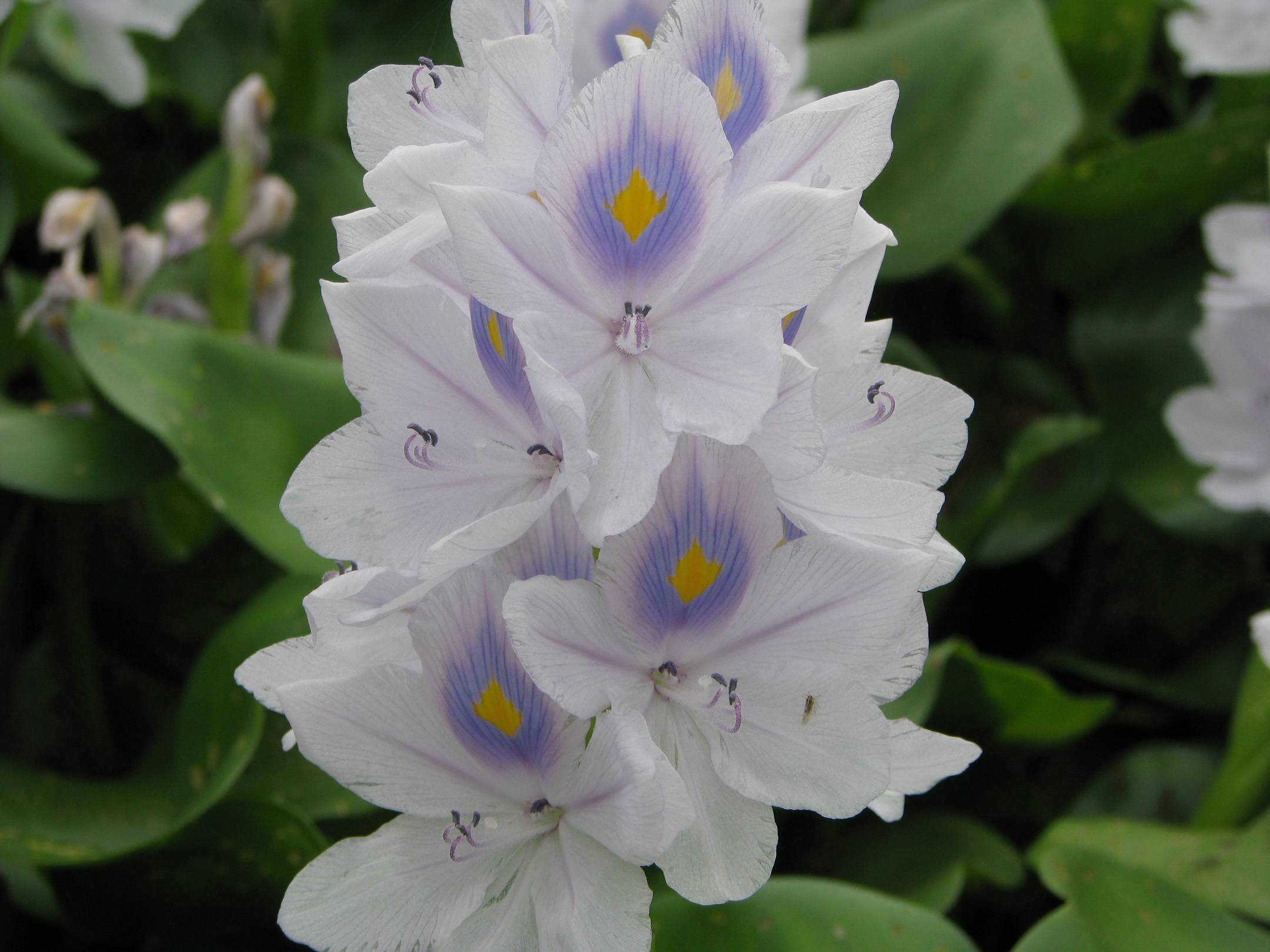 Water_hyacinth_flower.jpg