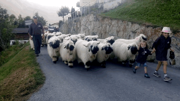 facelss-Valais-blacknose-sheep-1.gif