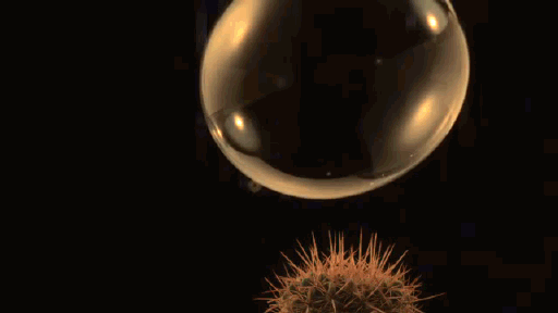 gif-bubble-cactus-slow-motion-1026025.gif