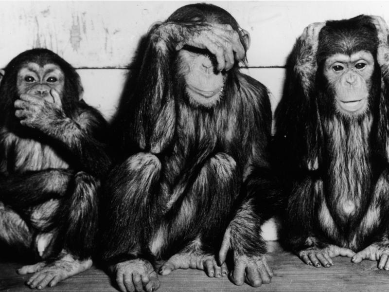 The-Case-Of-The-3-Monkeys-Is-Tearing-Twitter-In-Two-477959588-1463166904.jpg