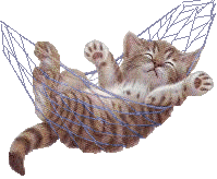 cat_swinging_in_a_hammock.gif