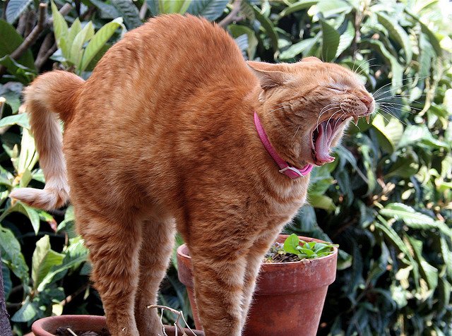red-cat-yawning.jpg