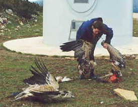 05-04-2010-dead-birds.jpg