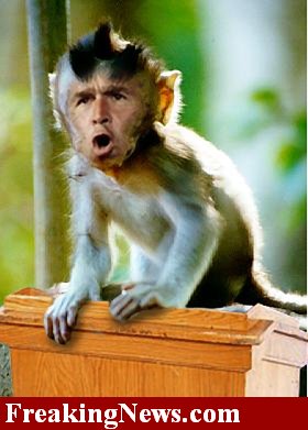 bush-monkey-1840.jpg