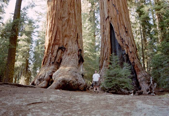 sequoia-national-park.jpg