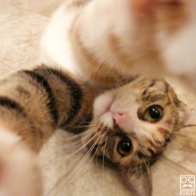 upside-down-cat-cats-lions-selfies-animals-cute-selfie-8.jpg