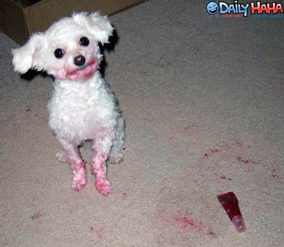 white_poodle_red_paint.jpg