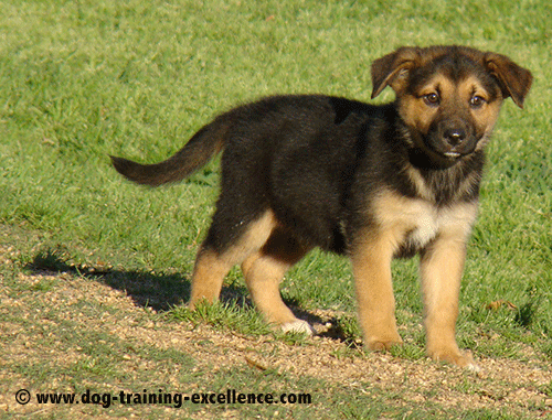 German-shepherd-puppy-standing2.gif