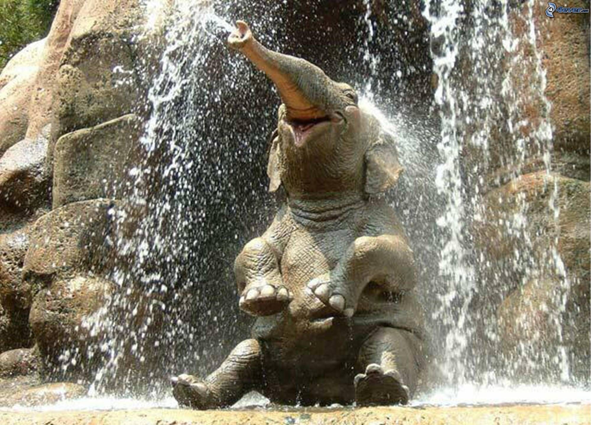 happy-elephant.jpg