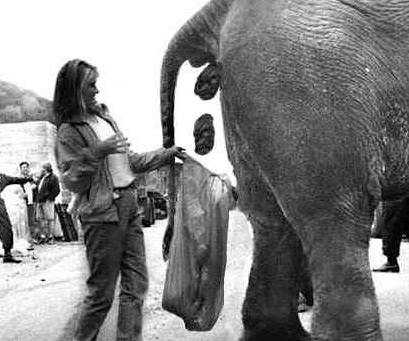 woman-collecting-elephant-shit-3656.jpg