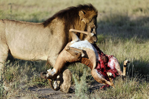 lion-carrying-impala-500.jpg