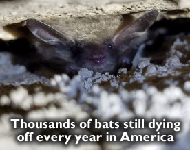 dead-bats-us.jpg
