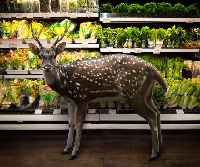 Wild-Animals-Inside-Supermarkets7-640x533.jpg