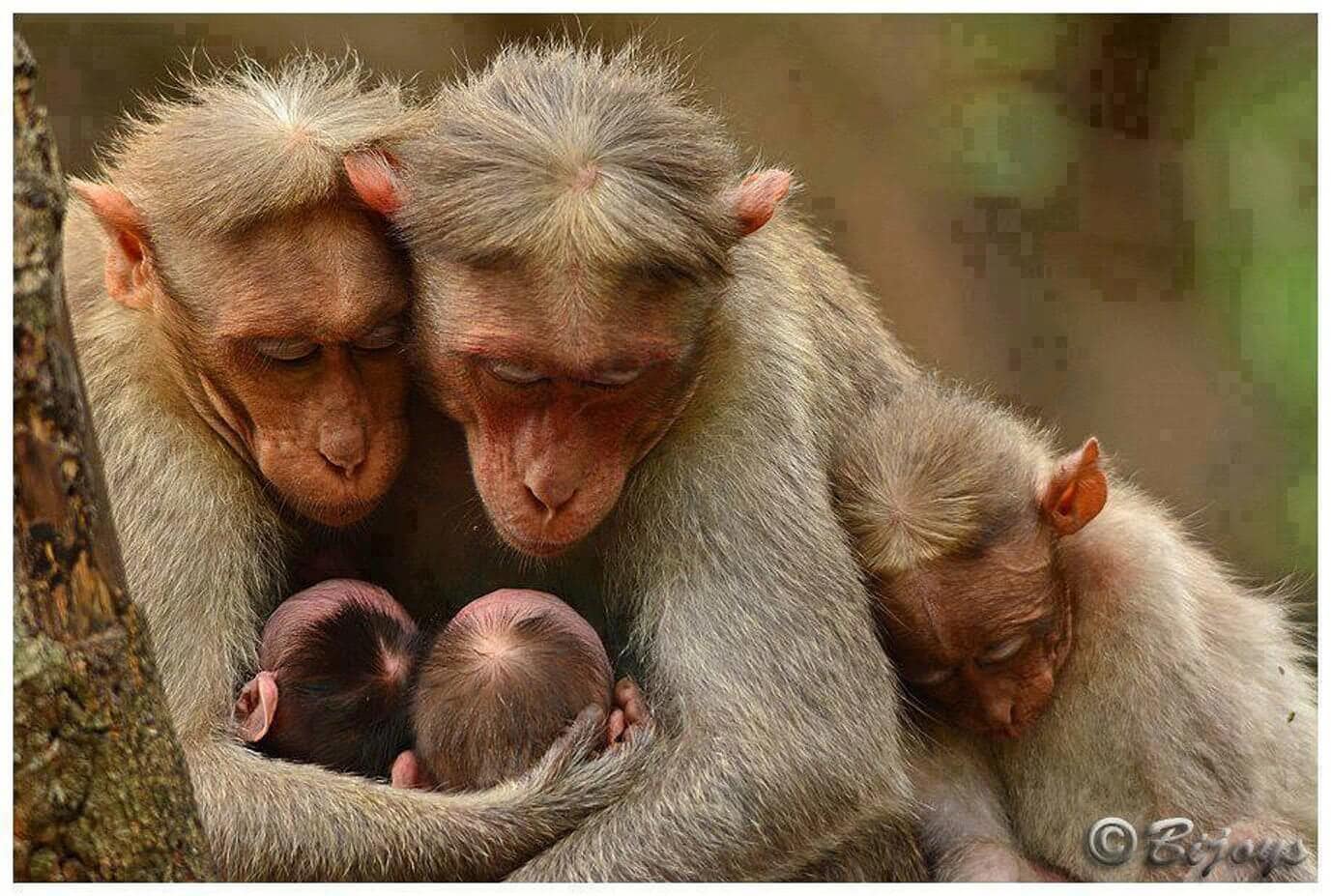 monkey-family.jpg