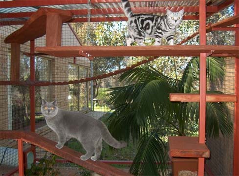 cat-enclosures.jpg
