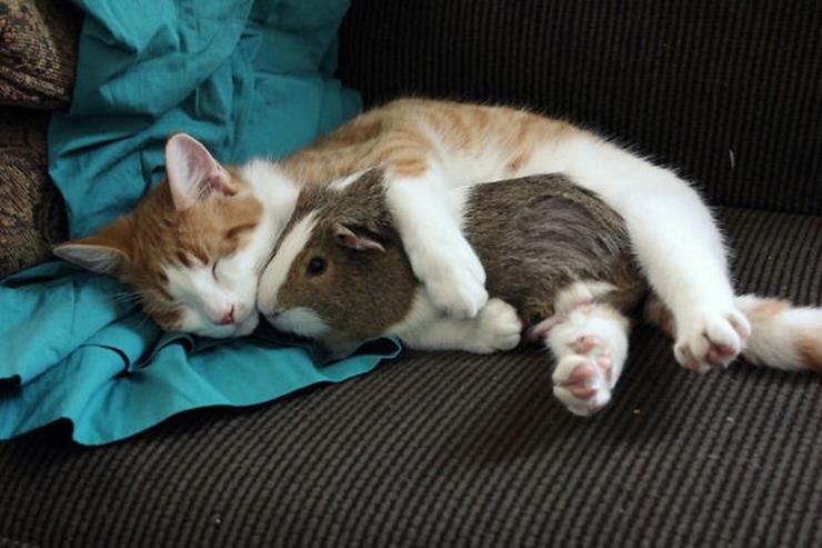 25-hamster-and-cat.jpg
