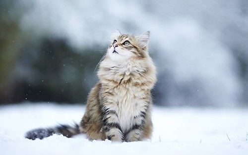141748-Cat-In-The-Snow.jpg