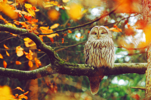 41710-Autumn-Owl.jpg