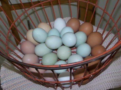 Blue-Green-Dark-brown-eggs.jpg