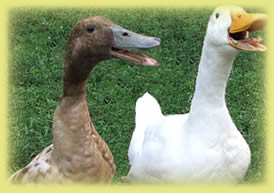 ducksquacking.jpg