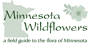 www.minnesotawildflowers.info