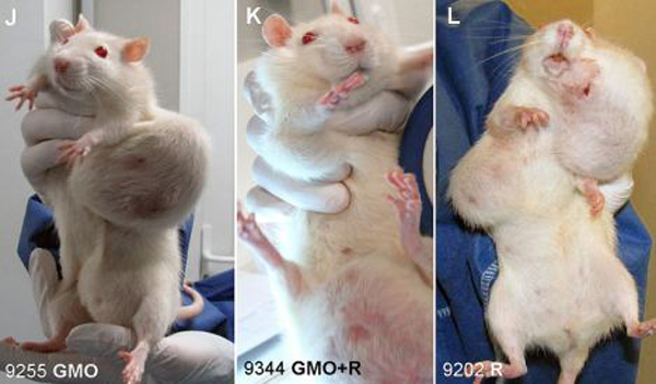 Rat-Tumor-Monsanto-GMO-Cancer-Study-3-Wide.jpg