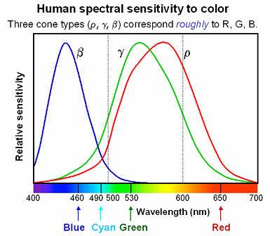 Human_spectral_sensitivity_small.jpg