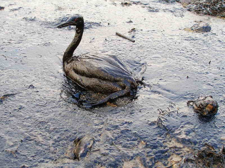 Oiled_Bird_-_Black_Sea_Oil_Spill_111207.jpg