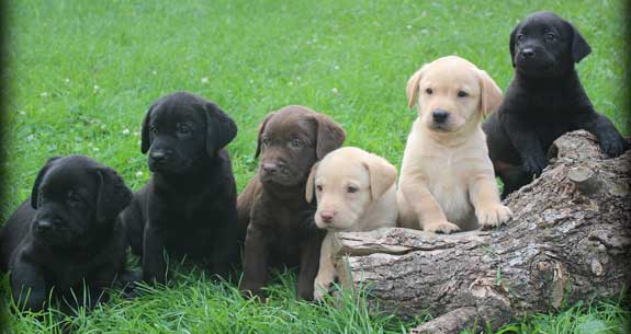 black-chocolate-yellow-lab-puppies.jpg