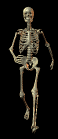 skeleton11.gif
