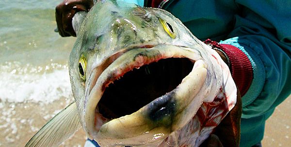 bluefin-tuna-radiation-poisoning-600.jpg