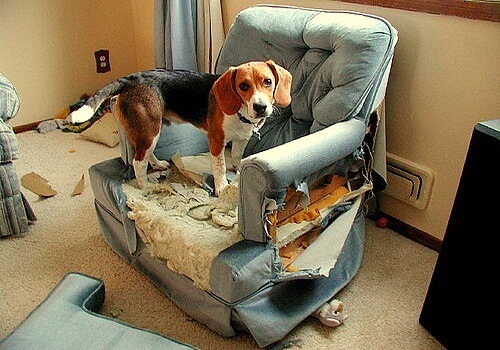 dog-ate-chair.jpg