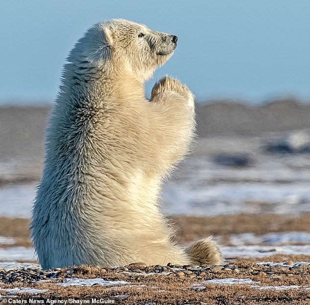 praying-polar-bear-1.jpg