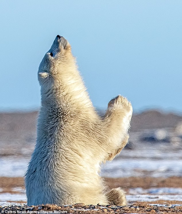 praying-polar-bear-2.jpg