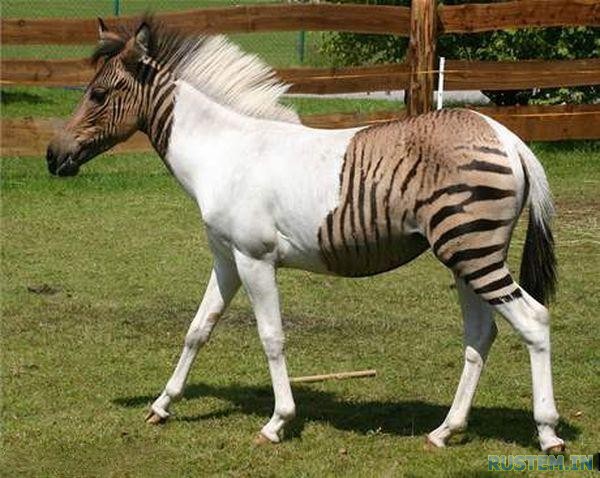 Zebra%20or%20Horse.jpg